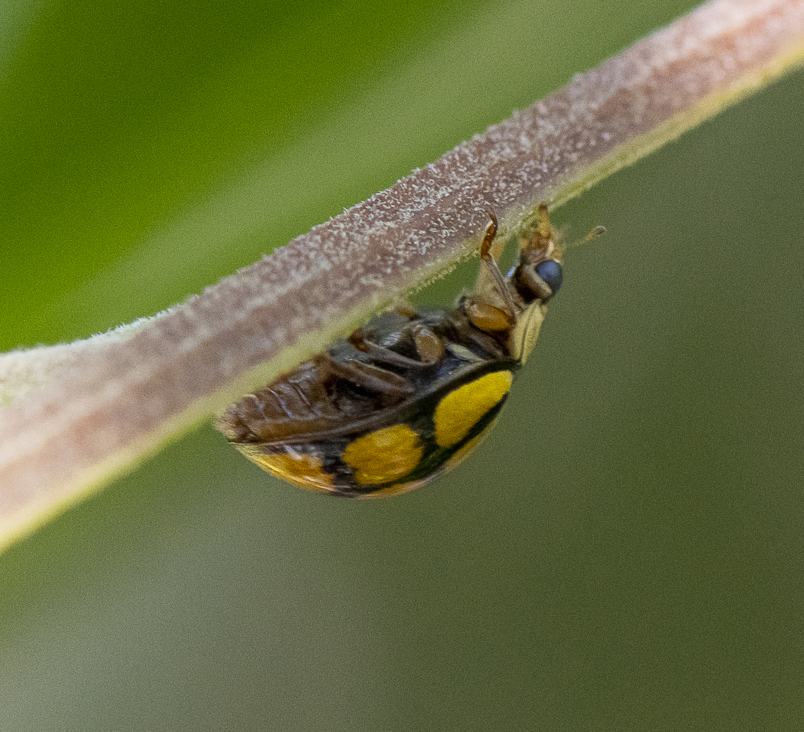 Harmonia testudinaria  Australia,Geotagged,Harmonia testudinaria,Spring,Tortoise-shelled ladybird