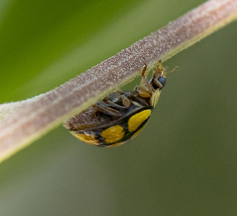 Harmonia testudinaria  Australia,Geotagged,Harmonia testudinaria,Spring,Tortoise-shelled ladybird