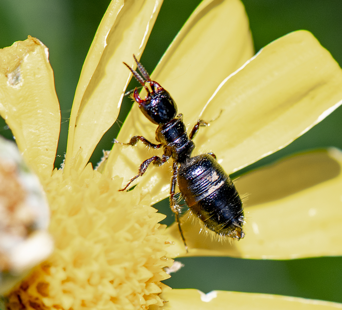 Flower Wasp - wingless female - Genus Elaphroptera Flower Wasps are solitary wasps that usually parasitise beetle larvae, most often scarabs. The females are wingless, and climb to the top of grass stems to wait for a male to find them, then cling to him with their massive jaws until they can lock their genetalia together.  Australia,Geotagged,Spring