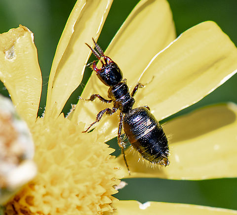 Flower Wasp - wingless female - Genus Elaphroptera Flower Wasps are solitary wasps that usually parasitise beetle larvae, most often scarabs. The females are wingless, and climb to the top of grass stems to wait for a male to find them, then cling to him with their massive jaws until they can lock their genetalia together.  Australia,Geotagged,Spring