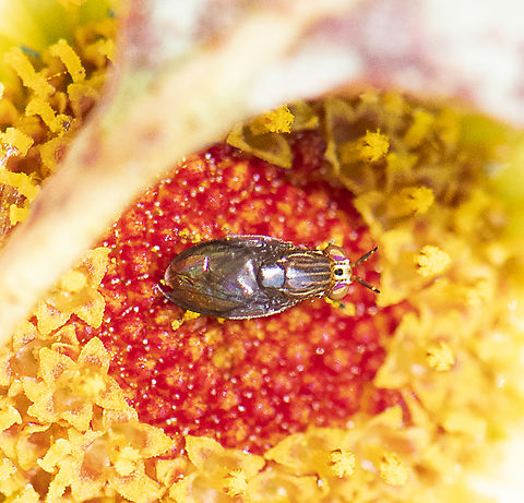 Steganopsis melanogaster  Australia,Geotagged,Spring,Steganopsis melanogaster