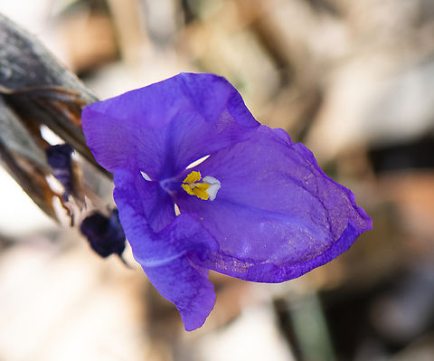 Silky Purple flag - Patersonia sericea  Australia,Geotagged,Patersonia sericea,Purple flag,Spring