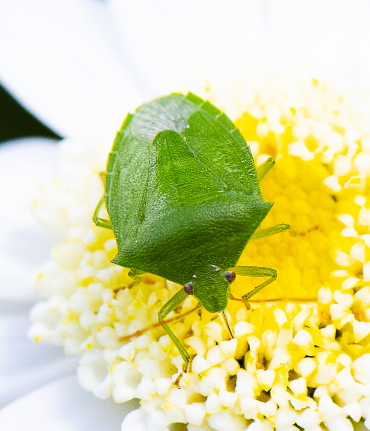 Cuspicona simplex  Australia,Cuspicona simplex,Geotagged,Spring