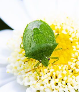 Cuspicona simplex  Australia,Cuspicona simplex,Geotagged,Spring