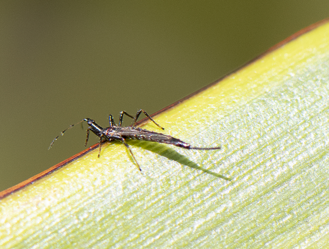 Giant Thrip -  Idolothrips spectrum  Australia,Geotagged,Idolothrips spectrum,Spring