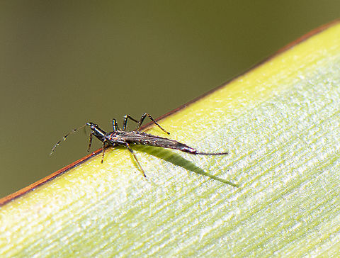 Giant Thrip -  Idolothrips spectrum  Australia,Geotagged,Idolothrips spectrum,Spring
