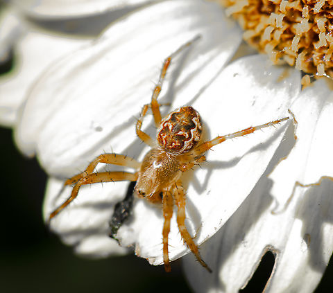 Orb Weaver - Salsa fuliginata  Arabesque orbweaver,Australia,Geotagged,Neoscona arabesca,Salsa fuliginata,Sooty Orbweaver,Spring
