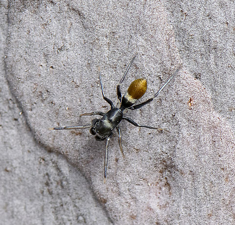 Myrmarachne luctuosa - Polyrachis Ant Mimic I thought I was taking an ant - fooled me ! Australia,Geotagged,Myrmarachne luctuosa,Spring