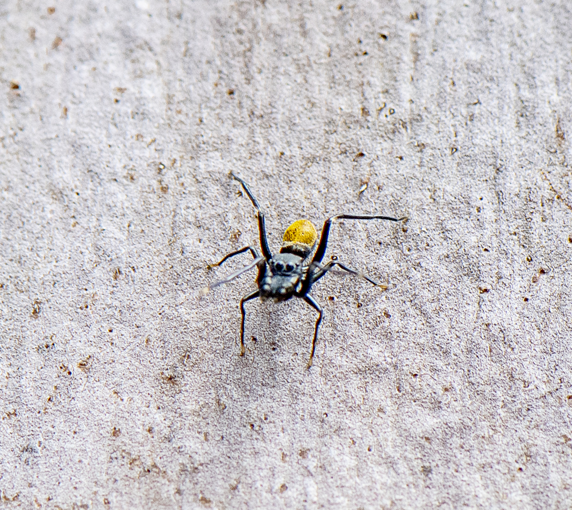 Myrmarachne luctuosa - Polyrachis Ant Mimic  Australia,Geotagged,Myrmarachne luctuosa,Spring