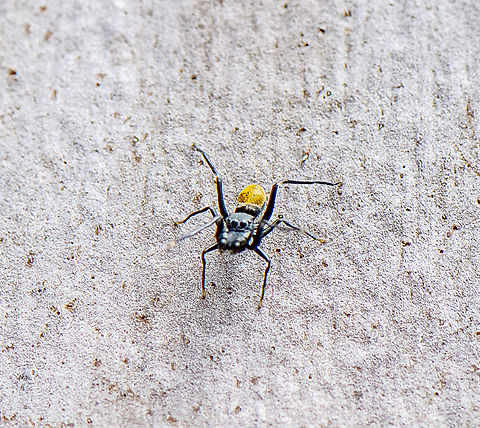 Myrmarachne luctuosa - Polyrachis Ant Mimic  Australia,Geotagged,Myrmarachne luctuosa,Spring