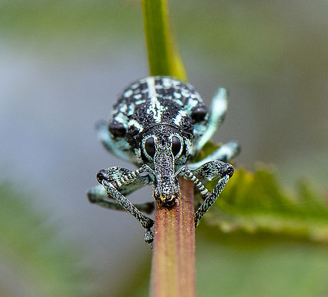 Botany Bay Weevil  Australia,Botany Bay Diamond Weevil,Chrysolopus spectabilis,Geotagged,Spring