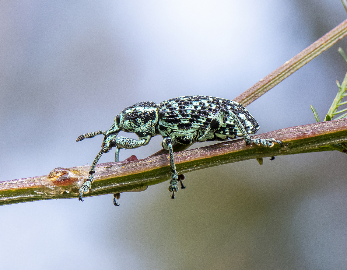 Botany Bay Weevil  Australia,Botany Bay Diamond Weevil,Chrysolopus spectabilis,Geotagged,Spring