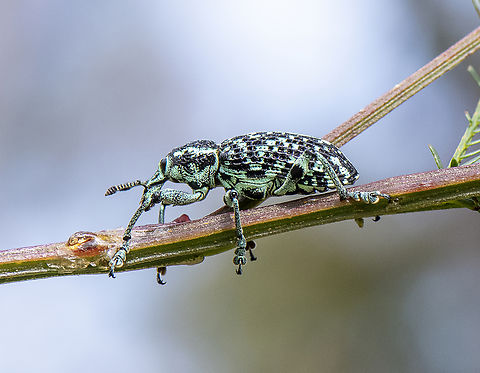 Botany Bay Weevil  Australia,Botany Bay Diamond Weevil,Chrysolopus spectabilis,Geotagged,Spring