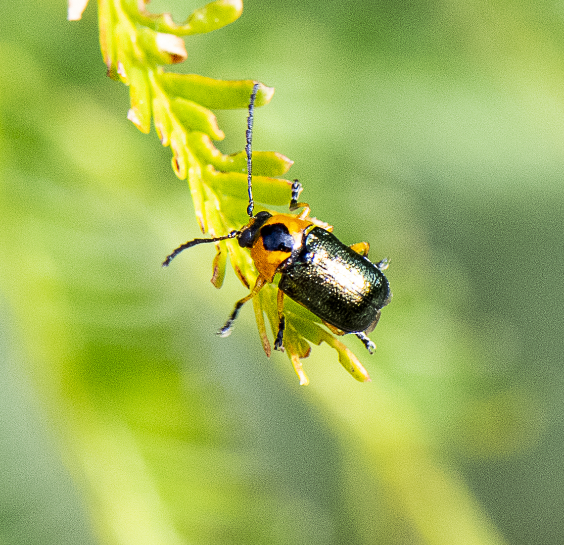 Leaf Beetle -  Aporocera consors  Aporocera consors,Australia,Geotagged,Spring