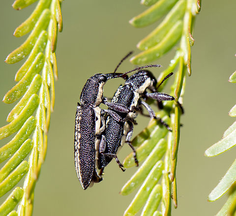 Weevil Love - Rhinotia sparsa https://canberra.naturemapr.org/categories/guide/239?p=6 Australia,Geotagged,Rhinotia sparsa,Spring