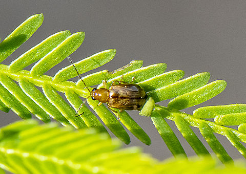 Leaf Beetle - Galerucini sp. ?  Australia,Geotagged,Spring