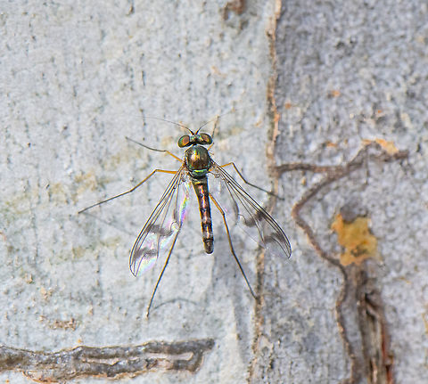 Long-legged Fly -  Heteropsilopus sp.  Australia,Geotagged,Spring