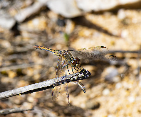 Diplacodes bipunctata - Wandering Percher  Australia,Diplacodes bipunctata,Geotagged,Spring,Wandering Percher