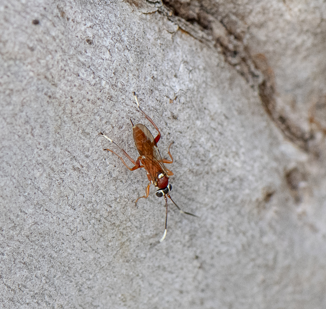An ichneumon wasp  Australia,Geotagged,Spring