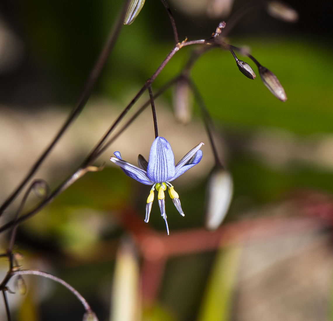 Arthropodium fimbriatum - Nodding Chocolate Lily  Arthropodium fimbriatum,Australia,Geotagged,Nodding Chocolate Lily,Spring