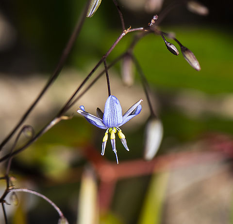 Arthropodium fimbriatum - Nodding Chocolate Lily  Arthropodium fimbriatum,Australia,Geotagged,Nodding Chocolate Lily,Spring