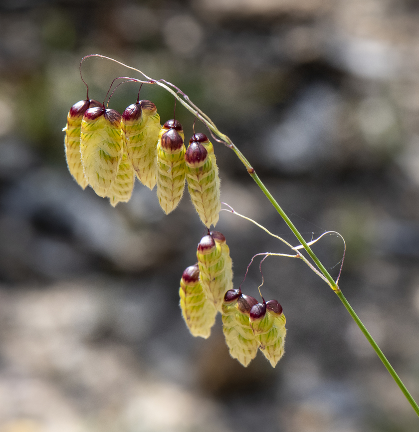 Large quaking-grass - Briza maxima  Australia,Briza maxima,Geotagged,Spring