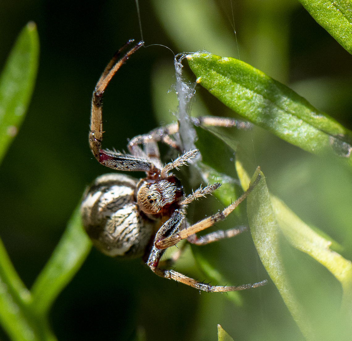 Orb Weaver  Australia,Geotagged,Spring