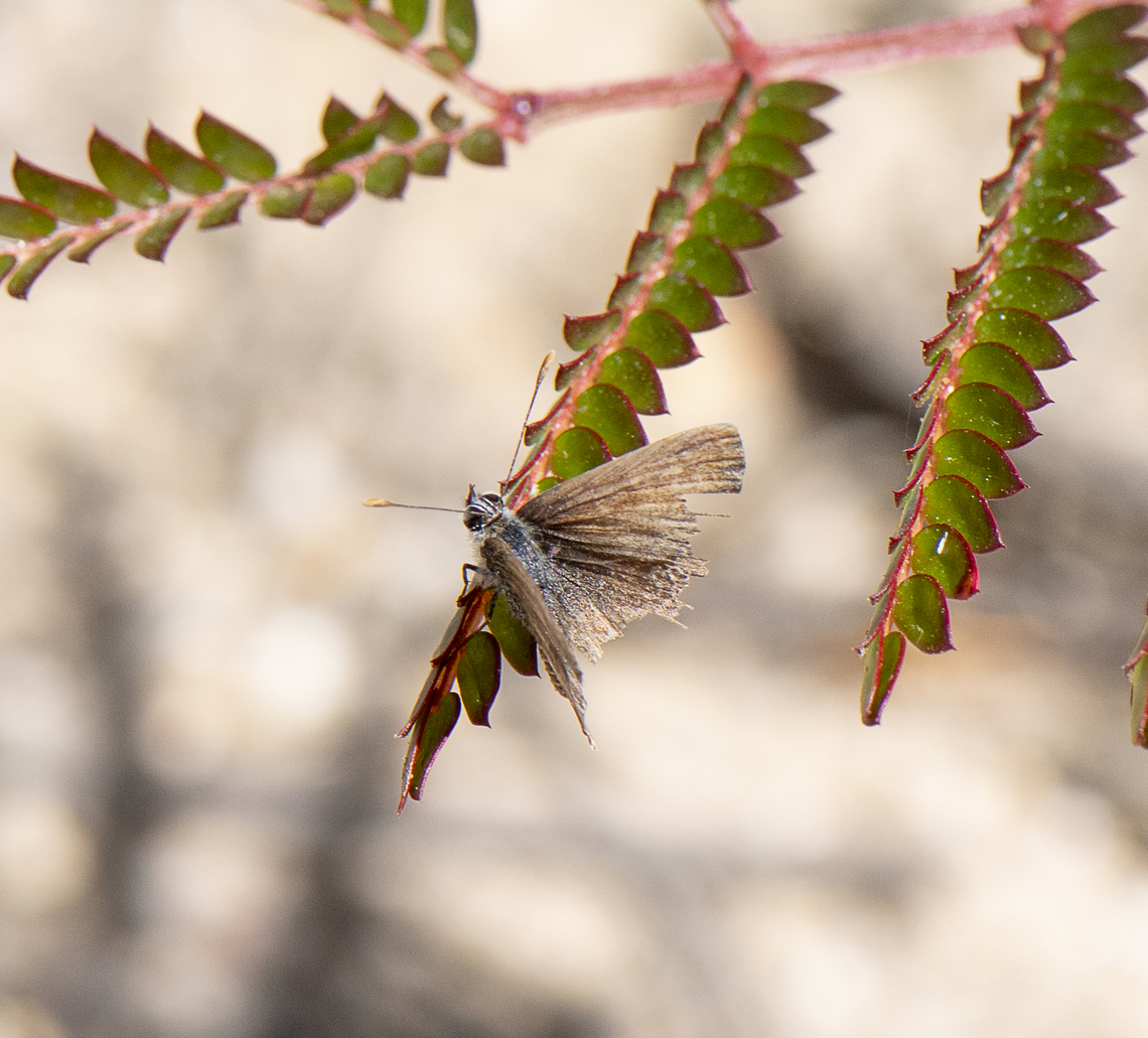Ragged winged flyer  Australia,Geotagged,Spring