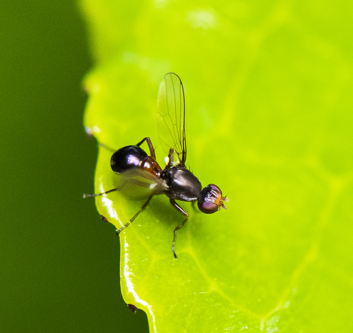 Fly - Sepsidae family  Australia,Geotagged,Spring