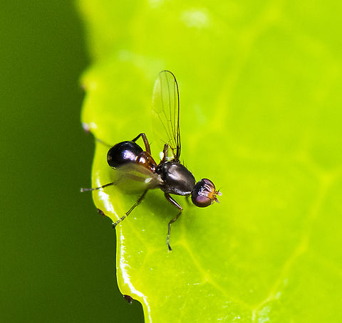 Fly - Sepsidae family  Australia,Geotagged,Spring