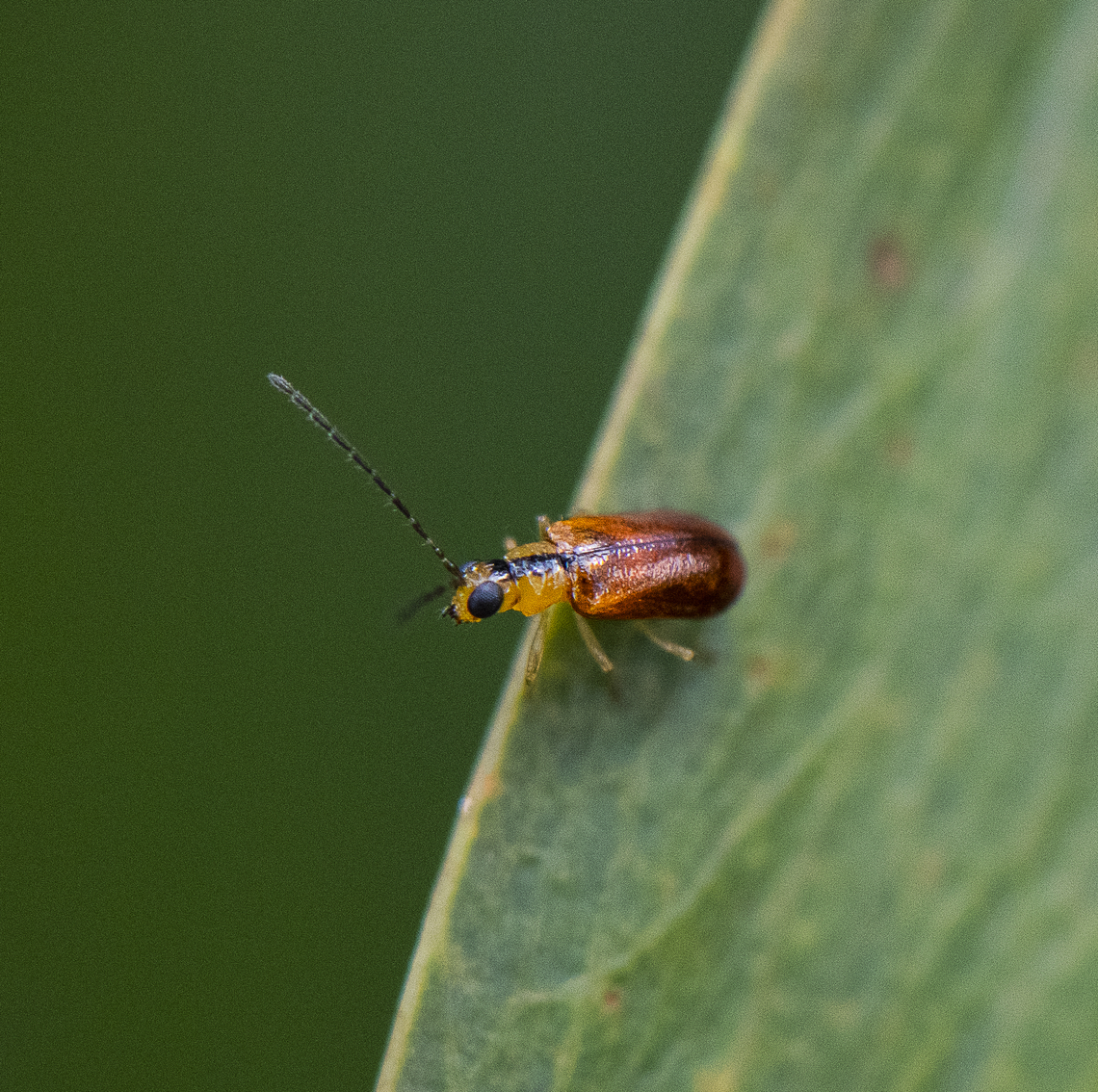 Leaf Beetle - Galerucinae  Australia,Geotagged,Spring