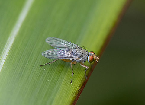Fly - Pygophora sp. - a muscid fly  Australia,Geotagged,Spring