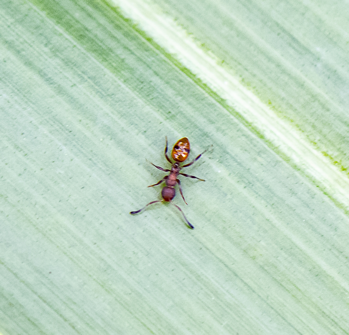 Small Ant  Australia,Geotagged,Spring