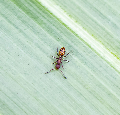 Small Ant  Australia,Geotagged,Spring