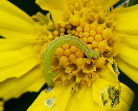 Looping Caterpillar  Australia,Geotagged,Spring