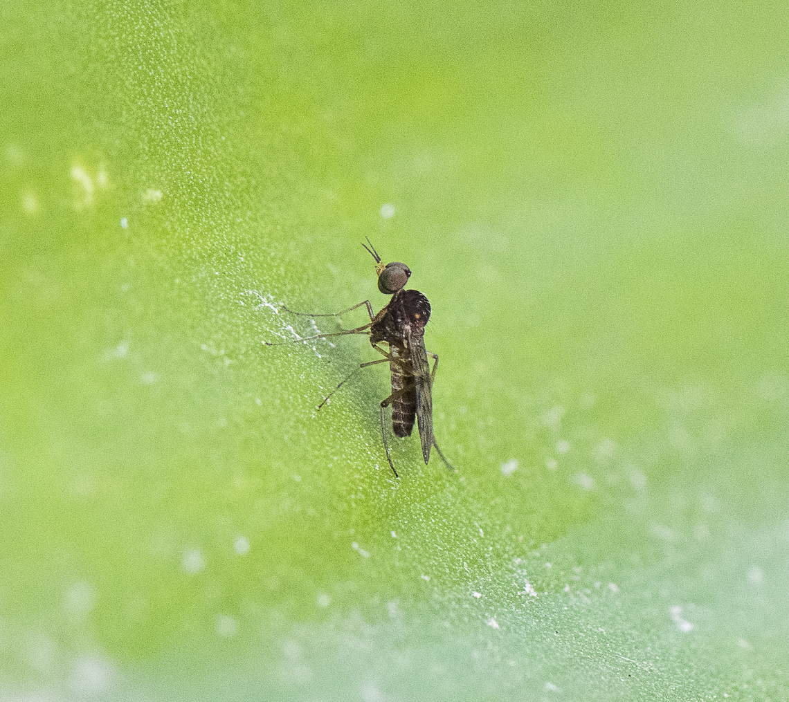 A Wood Gnat -  Sylvicola dubius  Australia,Fall,Geotagged,Spring,Sylvicola dubius