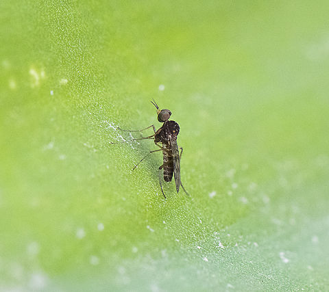 A Wood Gnat -  Sylvicola dubius  Australia,Fall,Geotagged,Spring,Sylvicola dubius
