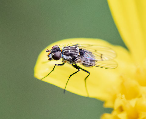 Fly and mite  Australia,Geotagged,Spring
