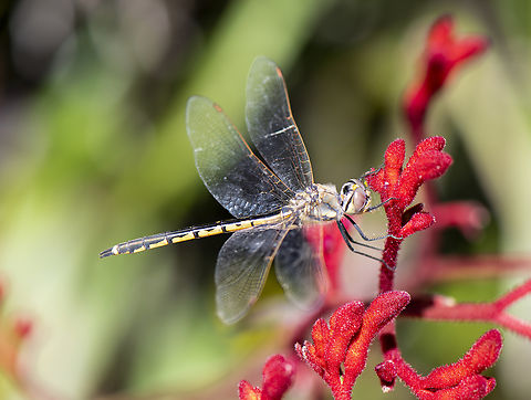 Marble Eyes -  Hemicordulia tau - Tau Emerald  Australia,Geotagged,Hemicordulia tau,Spring,Tau emerald