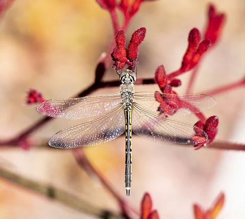 Hemicordulia tau Cuddling the Kangaroo Paw Australia,Geotagged,Hemicordulia tau,Spring,Tau emerald