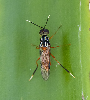 Soldier Fly  Australia,Geotagged,Spring