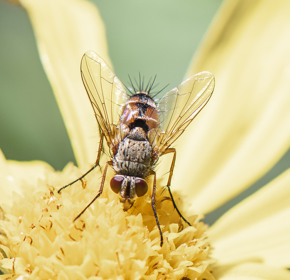 Bristle Fly  Australia,Geotagged,Spring
