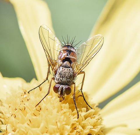 Bristle Fly  Australia,Geotagged,Spring