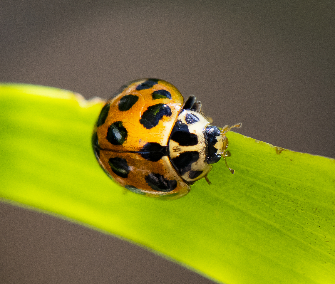 Large Spotted Ladybird  Harmonia conformis,Large Spotted Ladybird