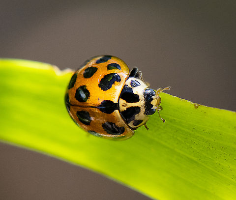 Large Spotted Ladybird  Harmonia conformis,Large Spotted Ladybird