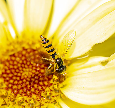 Hover Fly -  Sphaerophoria sp.  Australia,Geotagged,Sphaerophoria macrogaster,Spring