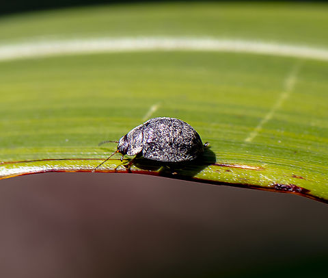 Beetle -  Trachymela sp.  Australia,Geotagged,Spring