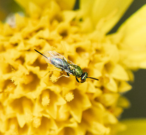 Green flyer - Torymid Wasp  Australia,Geotagged,Spring