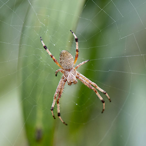 Orb Weaver  Araneus hamiltoni,Australia,Geotagged,Hamilton's Orb Weaver,Spring