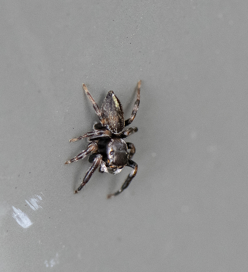 Opisthoncus grassator  Opisthoncus Grassator,Prowling Jumper